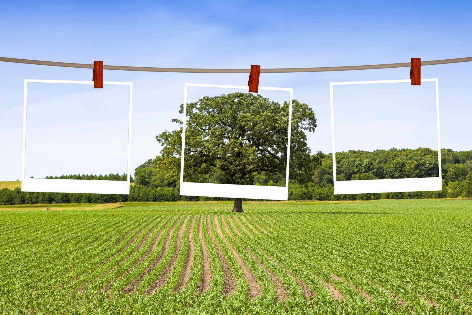Corn field with a tree
